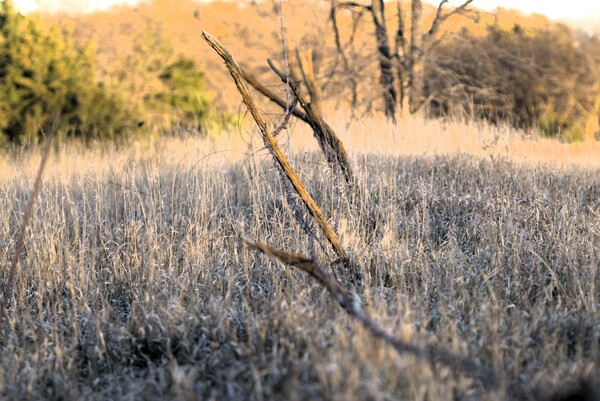 Fence line Print