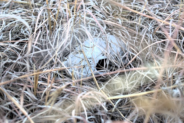 Skull Print
