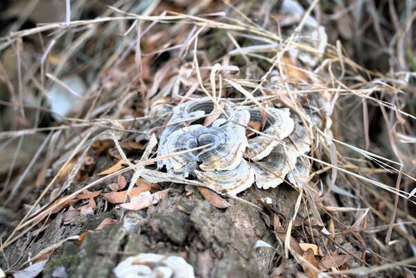 Fungus Print