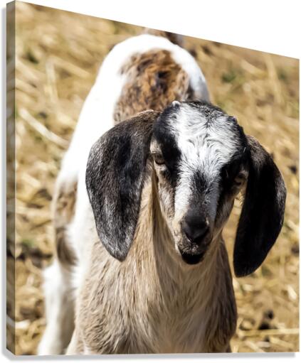 goat 2 Canvas Print
