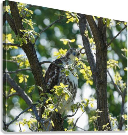 hawk 2 Canvas Print