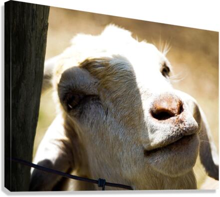 oh hi Canvas Print