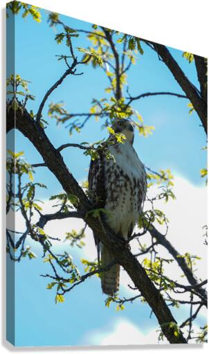 hawk 1 Canvas Print