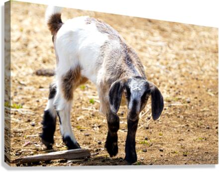 goat 1 Canvas Print