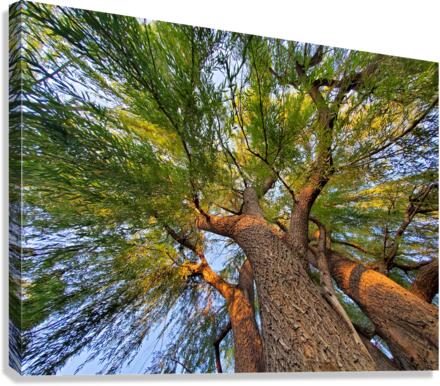 tree1 Canvas Print