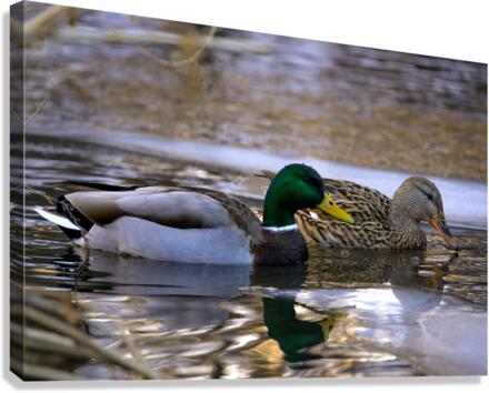 ducks  Canvas Print