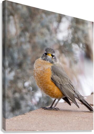 Robin 1 Canvas Print