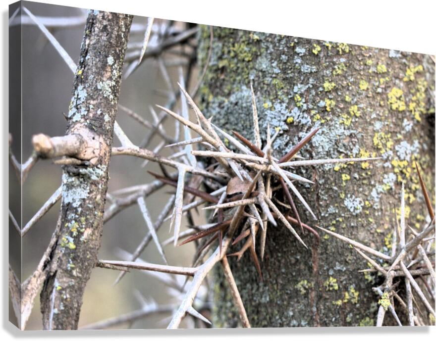 Thorns Canvas Print