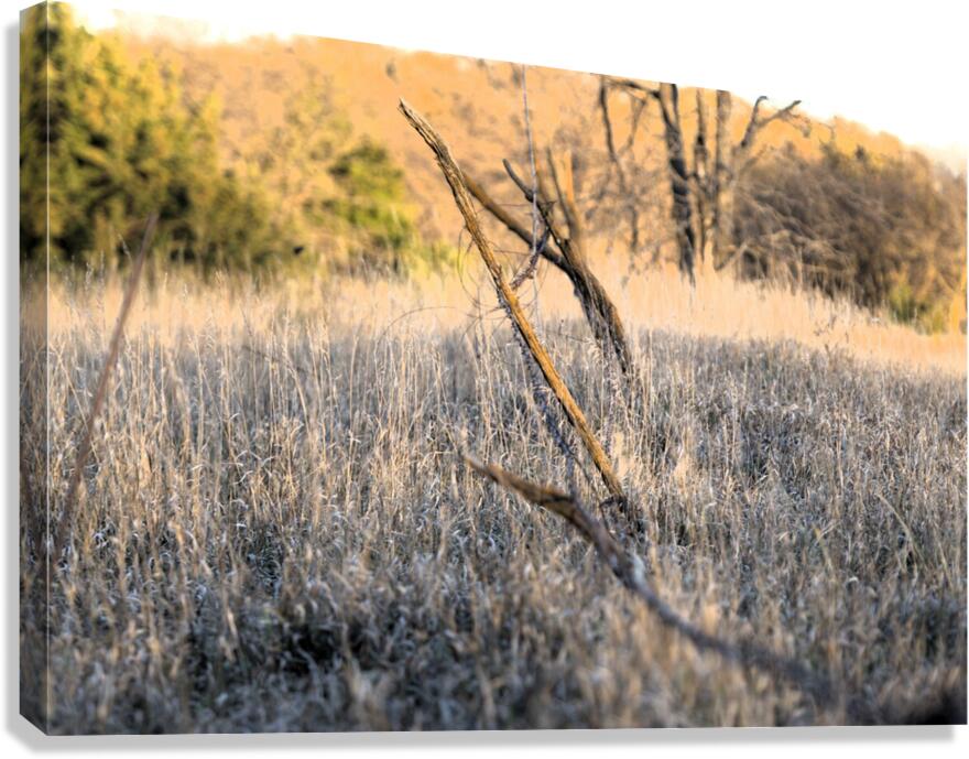 Fence line Canvas Print