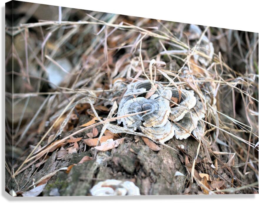 Fungus Canvas Print