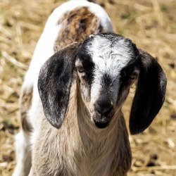 goat 2
