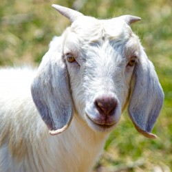 goatie