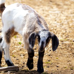 goat 1