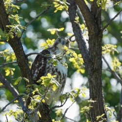 hawk 2
