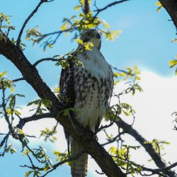 hawk 1