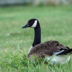 canada goose