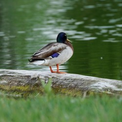 duck by pond