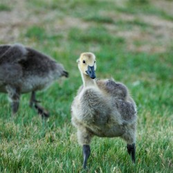 baby goose