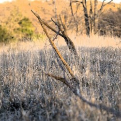 Fence line