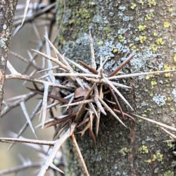 Thorns