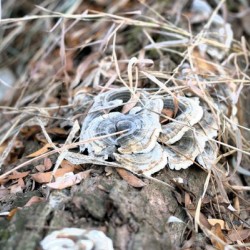 Fungus