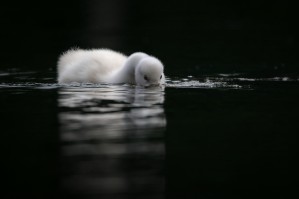 Cygnet