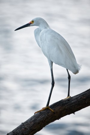 Pensive