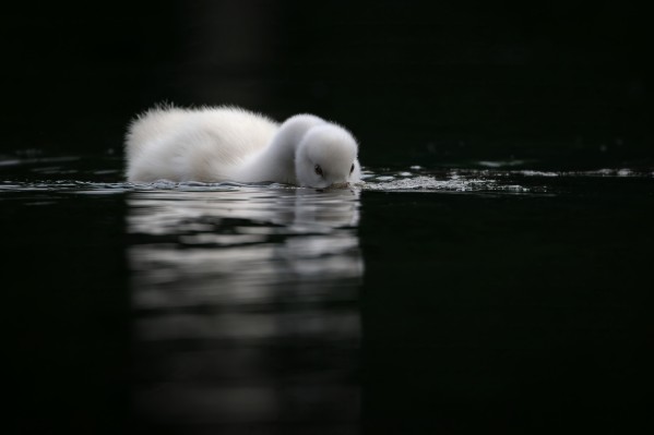 Cygnet Print