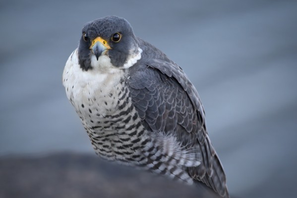 Peregrine Print