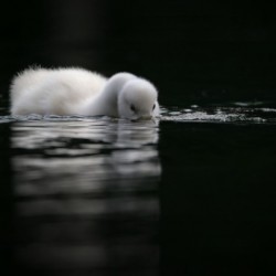 Cygnet