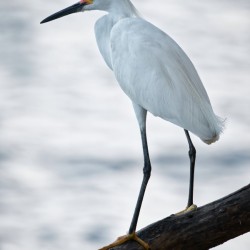 Pensive