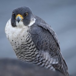 Peregrine