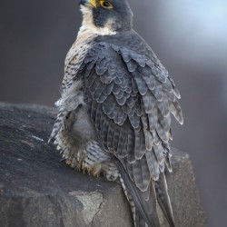Ruffled