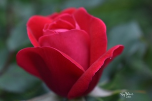 22EA81AB 4C66 4EBB B39D BE8151FCD829
