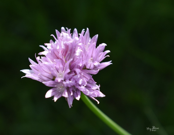 2BC7E26E 33D0 4A16 85B3 9CBF018D417E Print