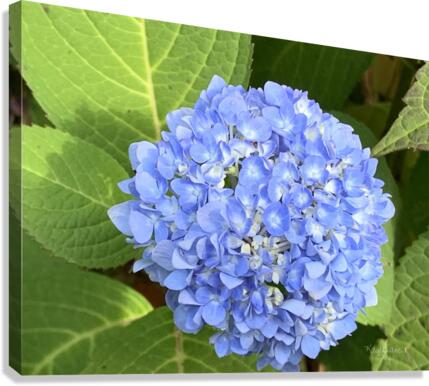 B7D5BF13 CC5F 48D1 9CB7 707C8CEAF571  Canvas Print