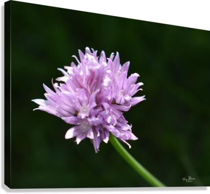 2BC7E26E 33D0 4A16 85B3 9CBF018D417E Canvas Print