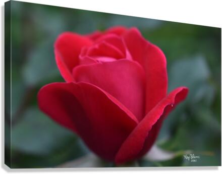 22EA81AB 4C66 4EBB B39D BE8151FCD829 Canvas Print