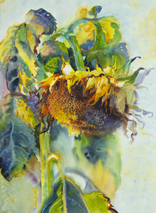 Sunflowers Watercolor Sunflower watercolor