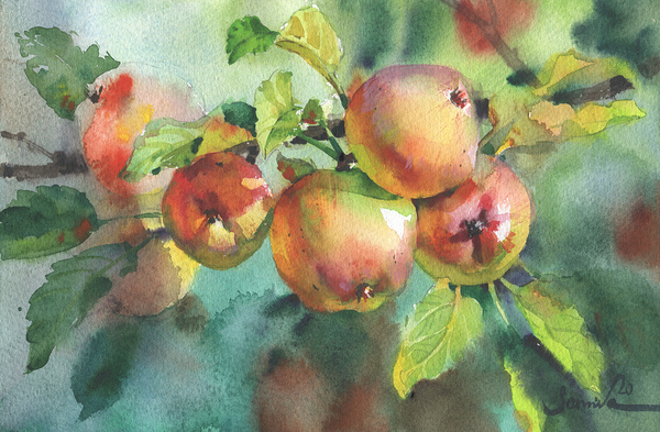 Ripe apples watercolor by Samira Yanushkova