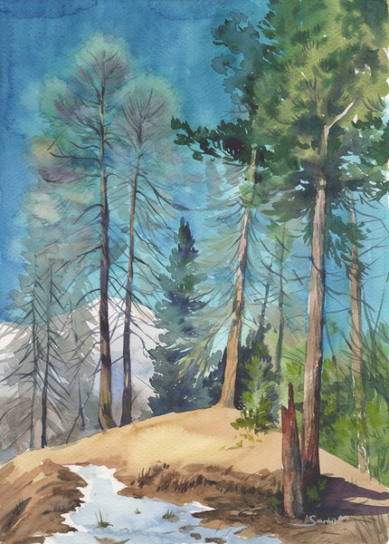 Pine forest Print