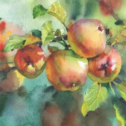 Ripe apples watercolor