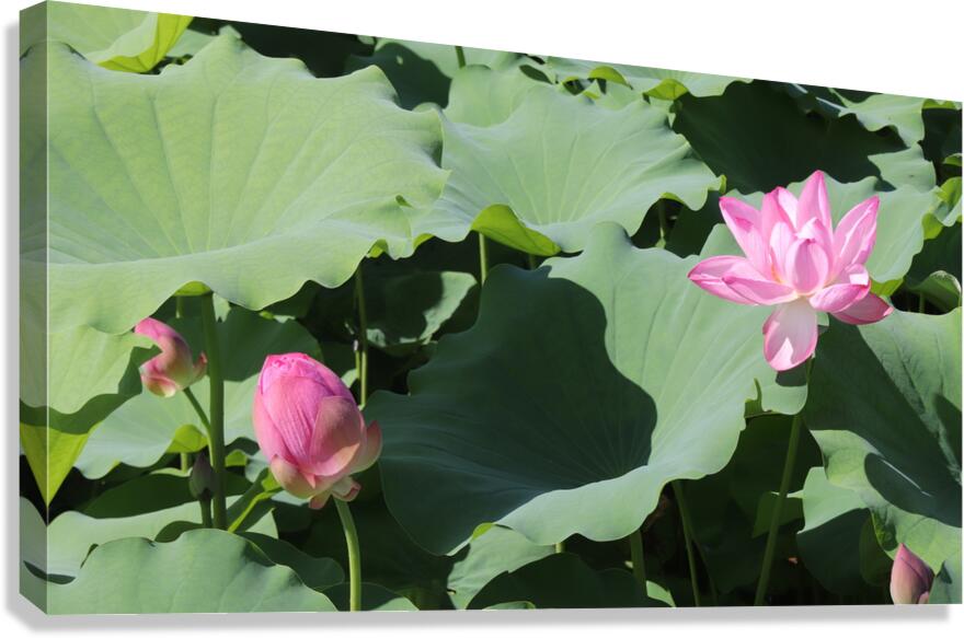 Two Lotus Canvas Print