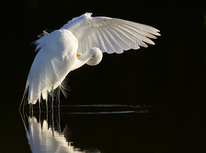 Great Egret Preening