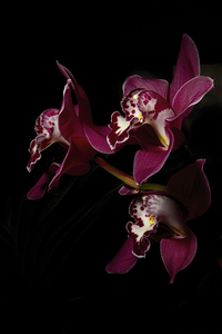 Orchid Trio