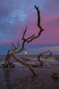 Driftwood Moonrise