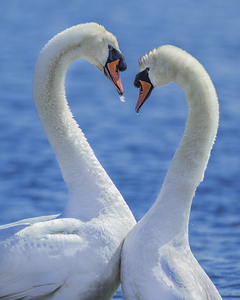 What do you mean get a room?