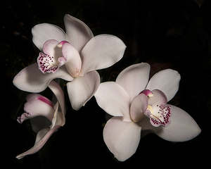 Orchid Trio