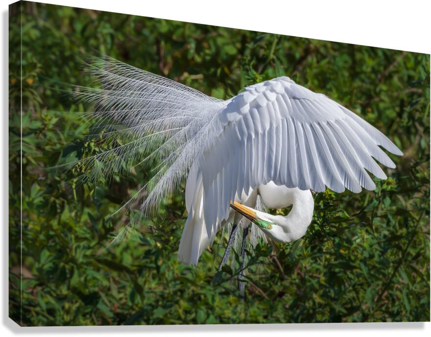 Dressing Up Canvas Print