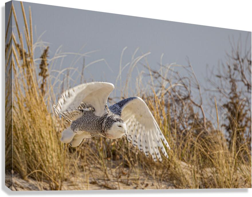 Streaking By Canvas Print